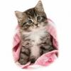 Boutiques : Patoutatis, boutique en ligne d’accessoires et de t-shirts originaux
